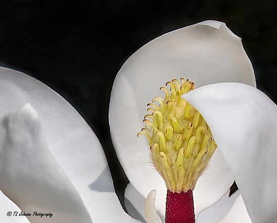 Showy Magnolia Blossom