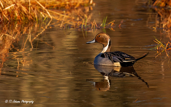 Northern Pintail in Morning Light