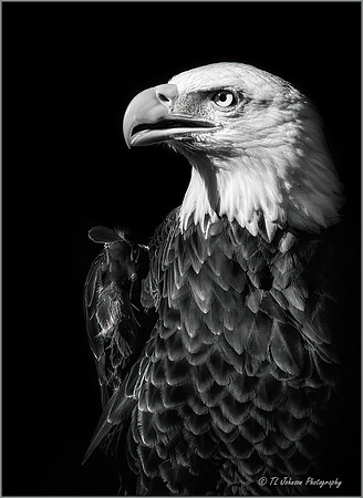 Let Freedom Ring