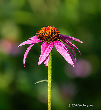 Lonely Coneflower