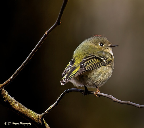 The Elusive Ruby-Crowned Kinglet
