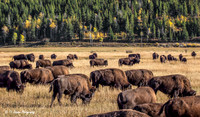 Grazing in the Tetons