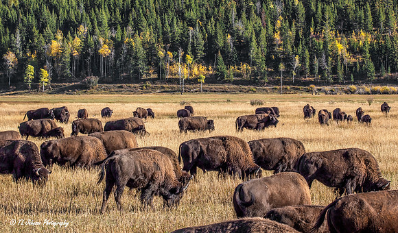 Grazing in the Tetons