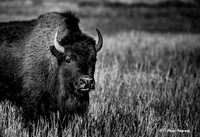Portrait of a Bison