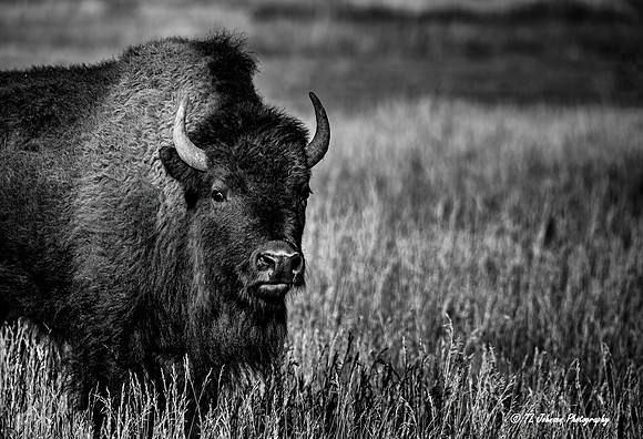Portrait of a Bison