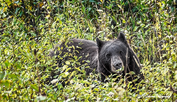 Surprised Young Bear