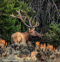 Magnificent Bull Elk