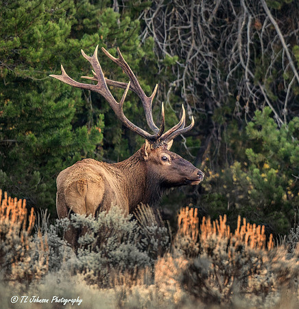 Magnificent Bull Elk