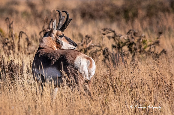 A Watchful Pronghorn
