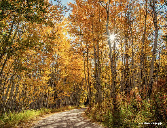 Following the Trail