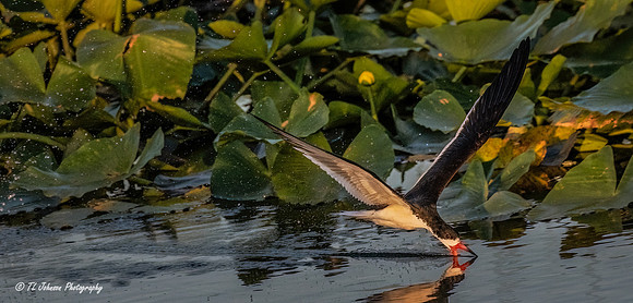 Black Skimmer Skimming
