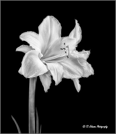 The Amaryllis Blossom