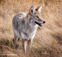 Healthy Yellowstone Coyote