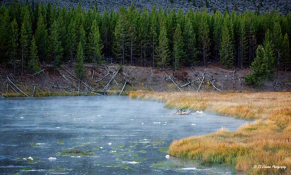 Hydrothermal Scene in Yellowstone