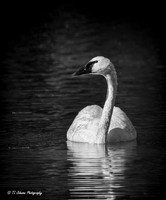 Trumpeter Swan In B&W