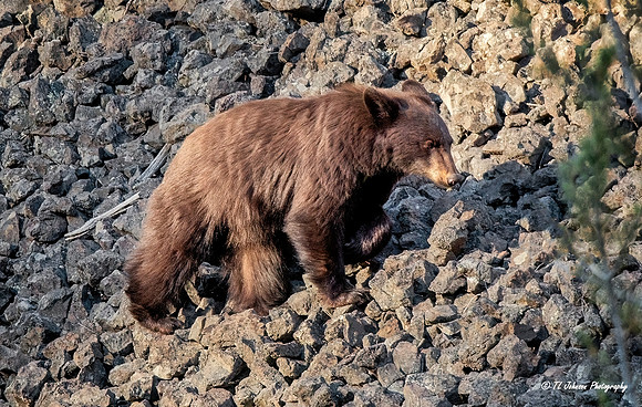 Young Bear Hunting Moths