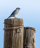 Mountain Bluebird Watching