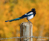 Magpie in Fall Foliage