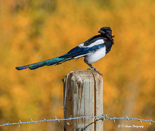 Magpie in Fall Foliage