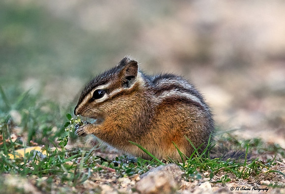 Least Chipmunk Dining