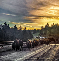 Early Morning Crossing (Cell Phone)