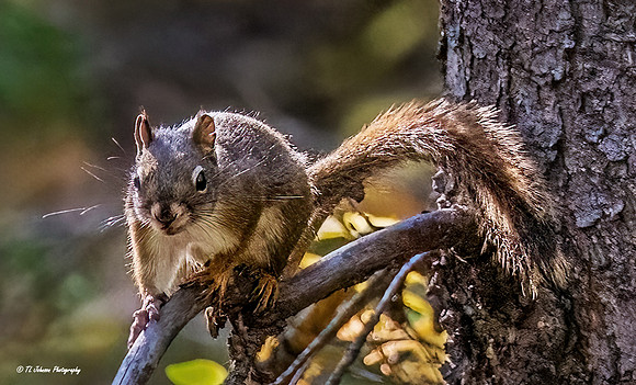 The Noisy Red Squirrel