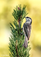 Mountain Chickadee Finding Seeds