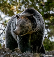 Huge Yellowstone Grizzly