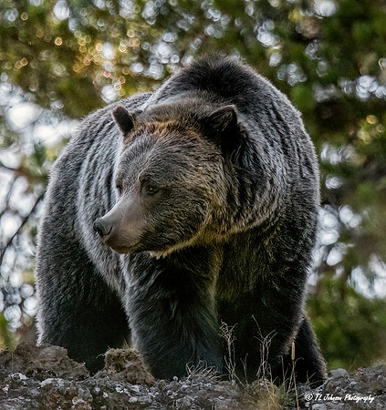 Huge Yellowstone Grizzly
