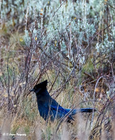 Steller's Jay Hiding