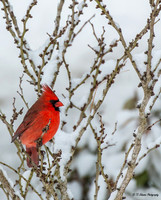 Weathering the Winter Storm