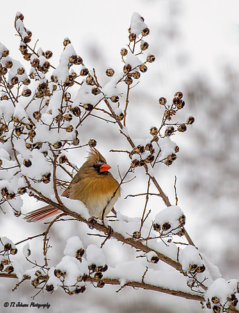Weathering the Winter Storm 2