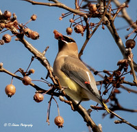 The Masked Cedar Waxwing