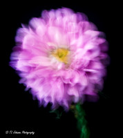 Abstract Bloom