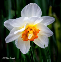 Springtime