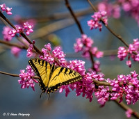 On the Redbud Blossoms