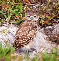 Young Burrowing Owl