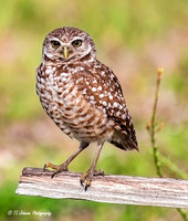 Portrait of a Burrowing Owl