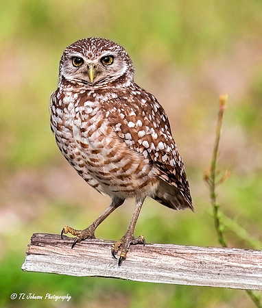 Portrait of a Burrowing Owl