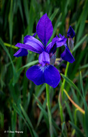 Spring Iris