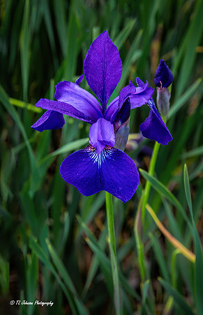 Spring Iris