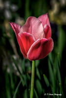 The Perfect Tulip