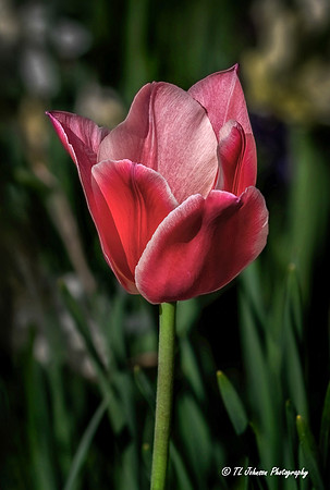 The Perfect Tulip