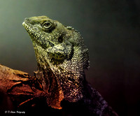 Watchful Lizard