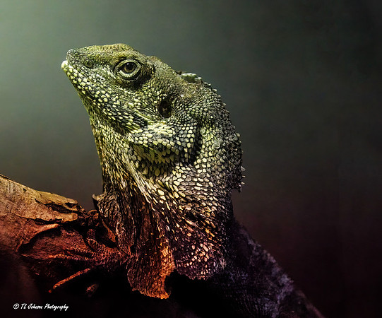 Watchful Lizard