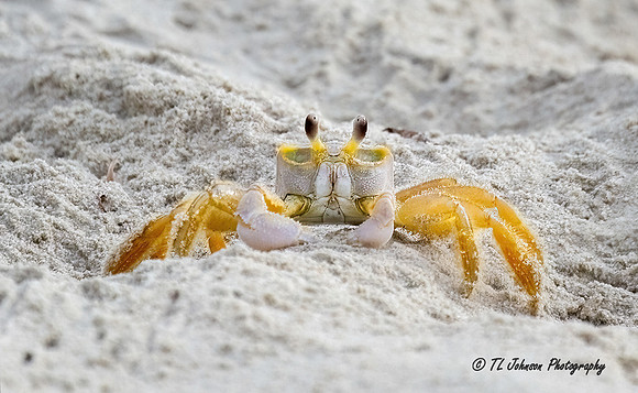 Beady Eyes