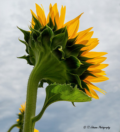 Reaching for the Sky
