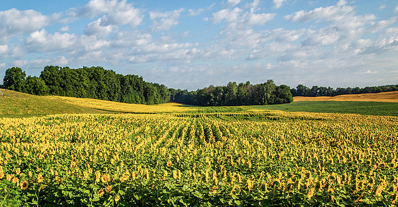 Sunflower Fields Forever!