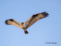 Osprey Stare