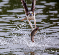 Successful Catch